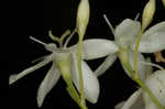 Largeleaf rose gentian